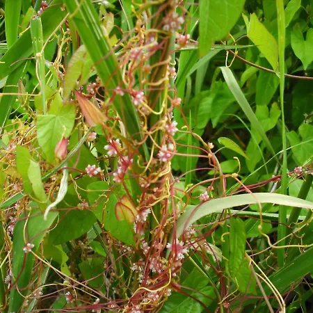 公寓 Botanische Botschaft Strodehne