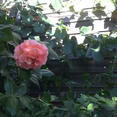 Botanische Botschaft *