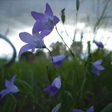 Апартаменты Botanische Botschaft Strodehne