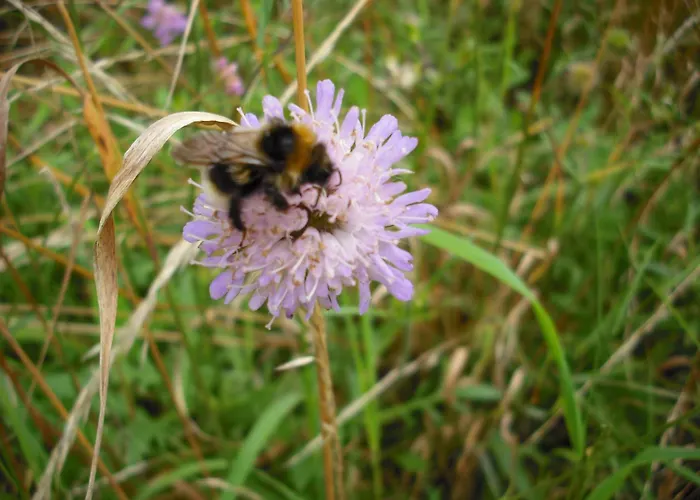 Apartamento Botanische Botschaft *