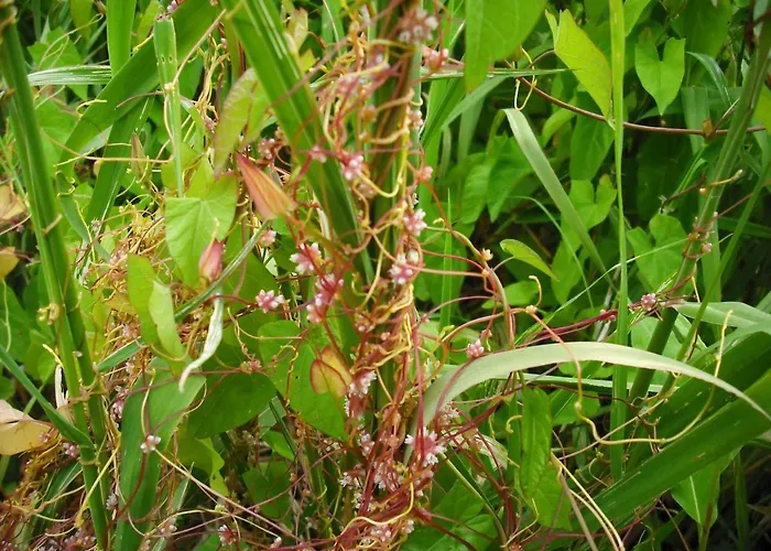 Apartamento Botanische Botschaft Strodehne