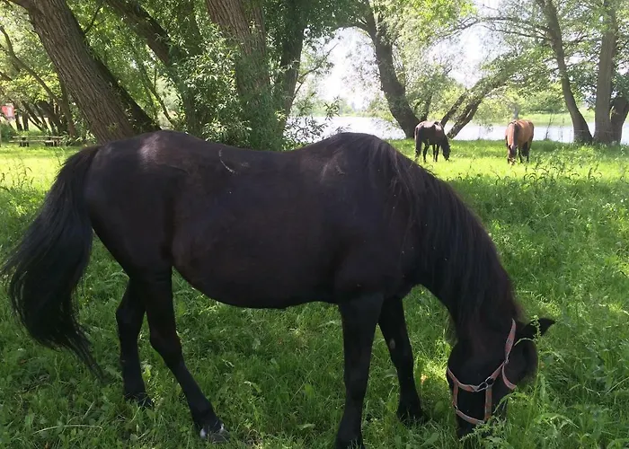 Botanische Botschaft * Strodehne
