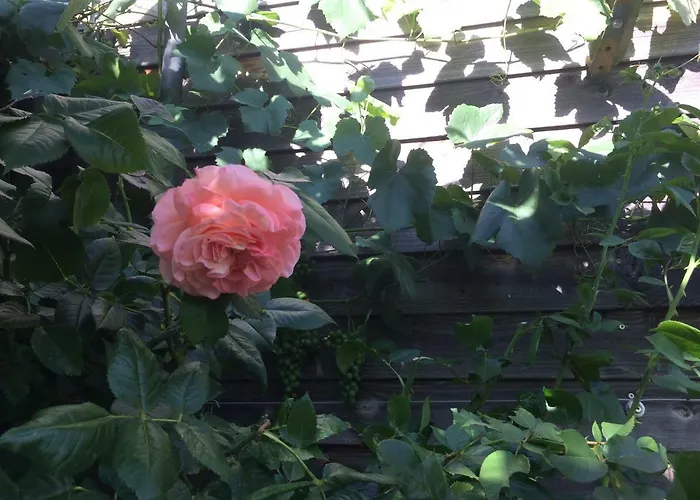 Botanische Botschaft *